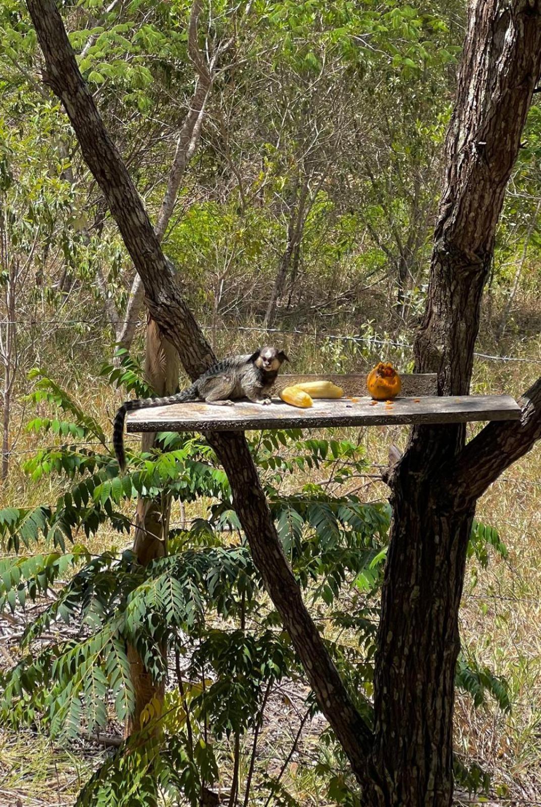 Reserva Do Bosque Hospedaria E Natureza Ibicoara Dış mekan fotoğraf